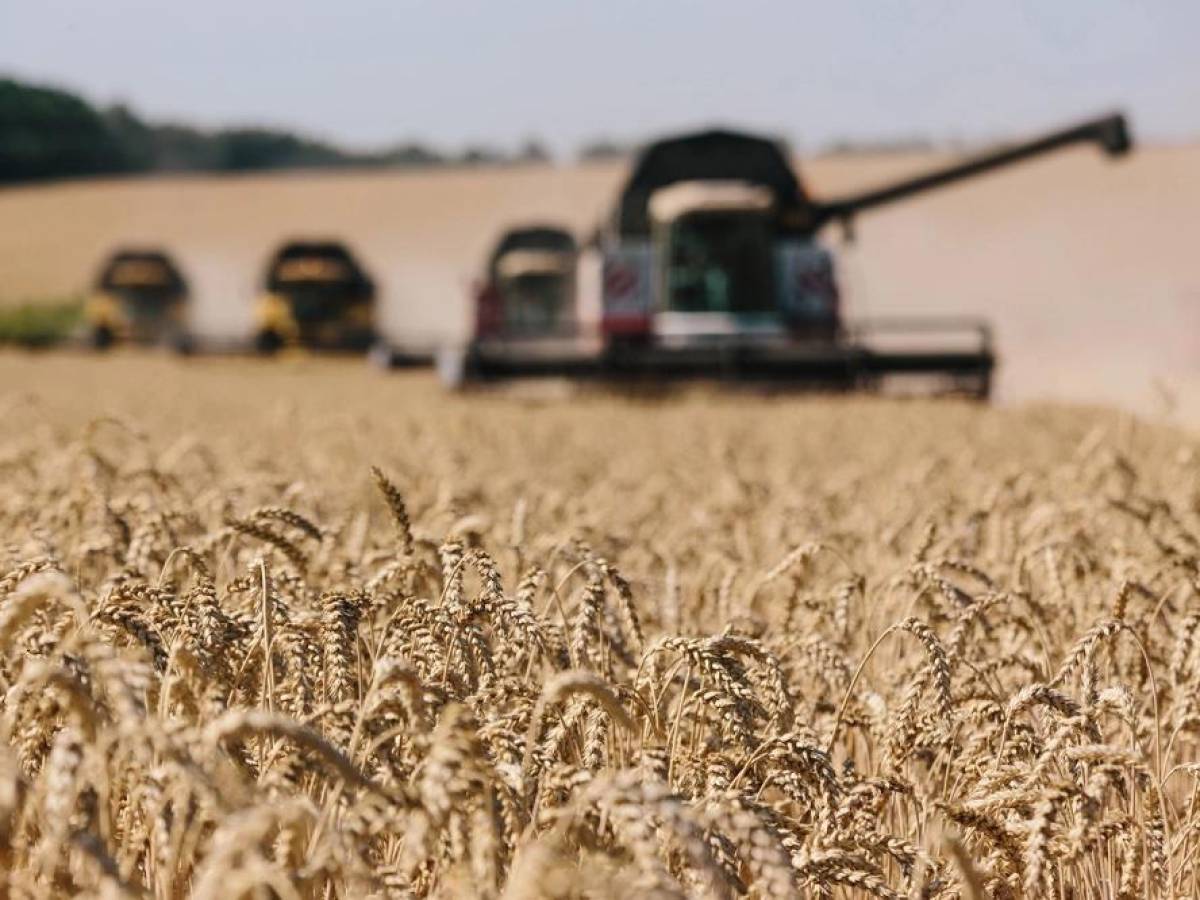 Guerra en Ucrania aumenta precios y reduce raciones de alimentos