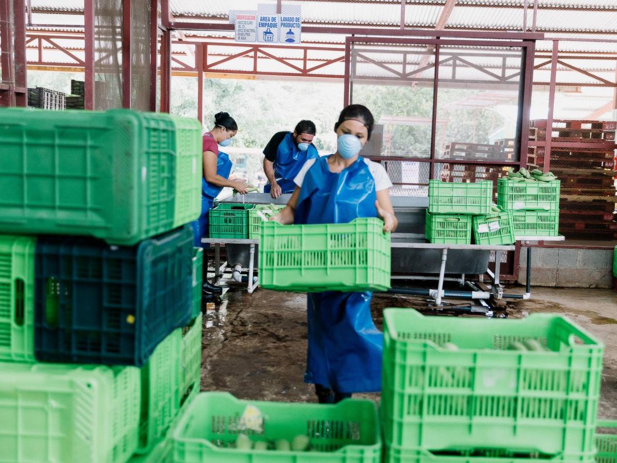 Productores de Costa Rica aumentan producción de plátanos en un 900 %