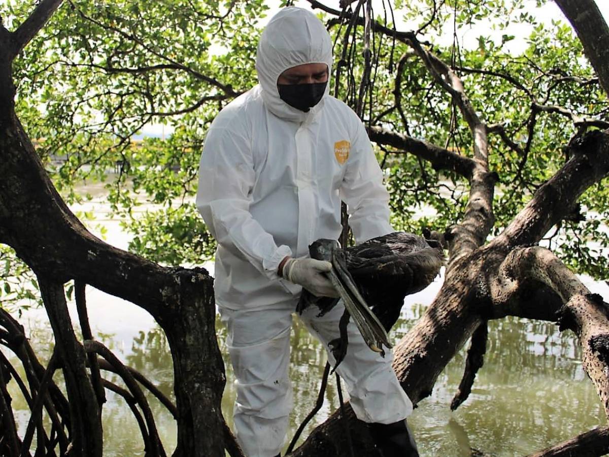 Gripe aviar se extiende a cinco municipios del litoral de Honduras
