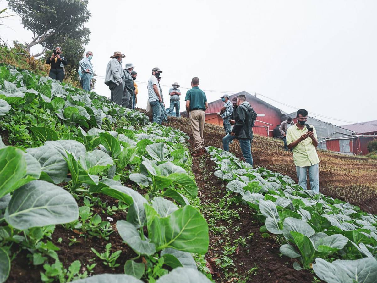 Continúa programa para empoderar a agricultores de Costa Rica y Guatemala