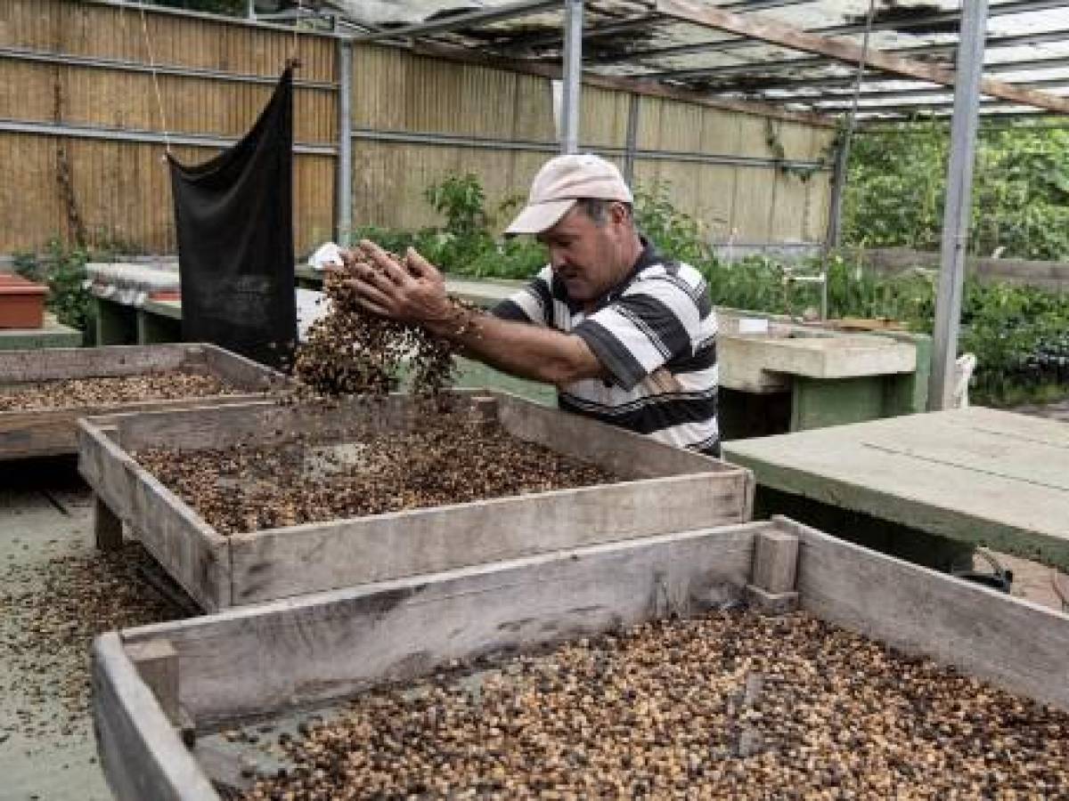 Costa Rica guarda un tesoro de semillas ante crisis climáticas o alimentarias