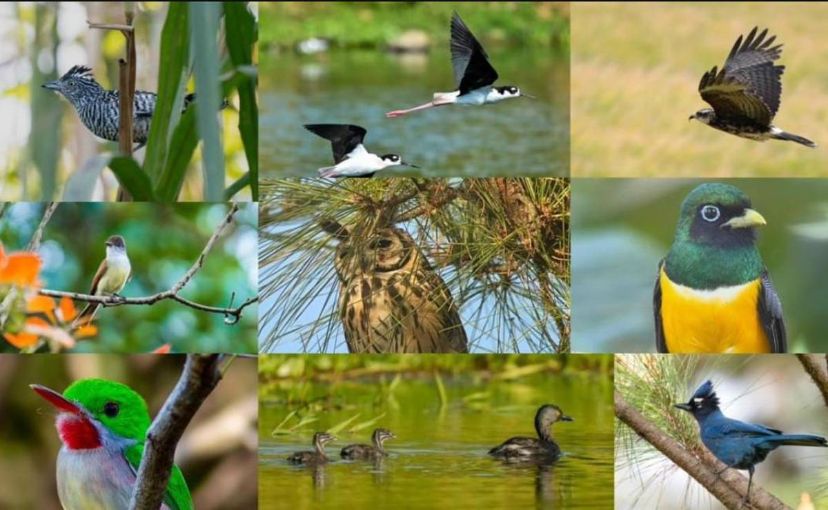 <i>El Centroamérica Big Day es una iniciativa regional impulsada por la Agencia de Promoción Turística de Centroamérica (CATA) para promover el avistamiento de aves como un segmento especializado del turismo de naturaleza. FOTO CATA</i>
