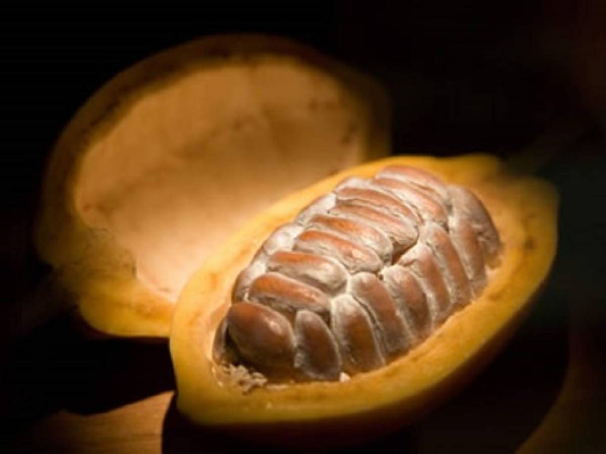Centroamérica pierde terreno en producción de cacao