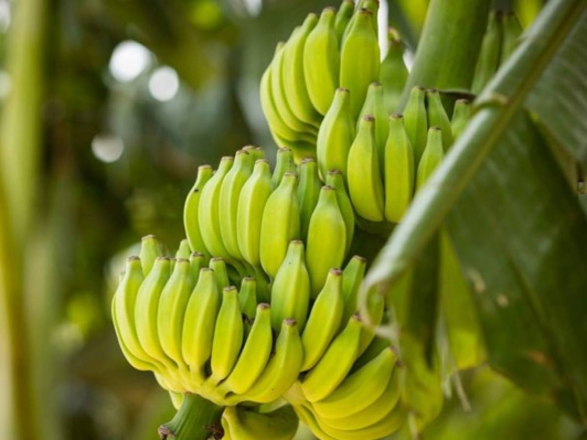 Colombia declara emergencia nacional por brote letal para el banano