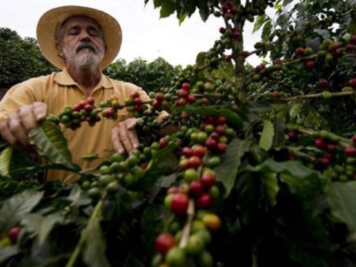 Cae exportación de café guatemalteco