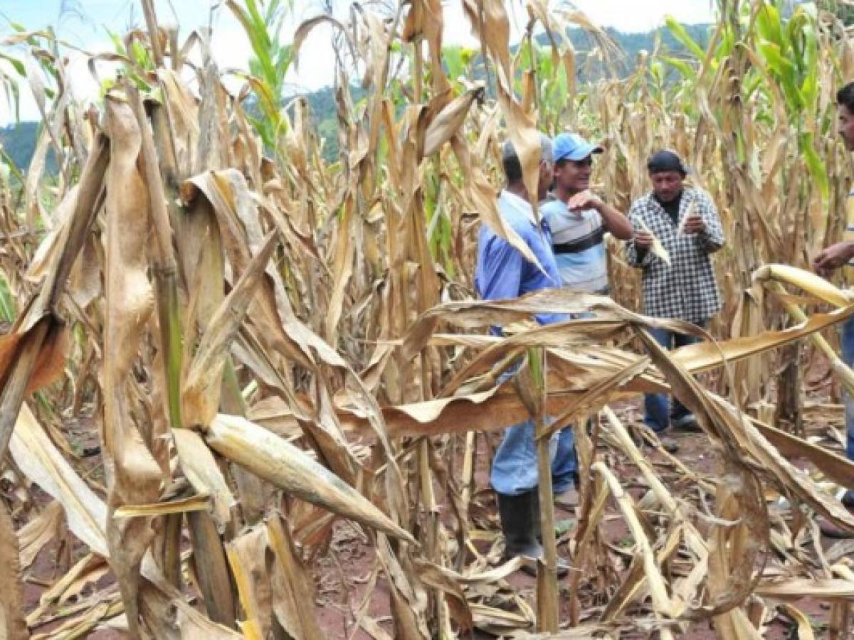 ONU apoyará a 1,6 millones de afectados por sequía en Centroamérica y Haití