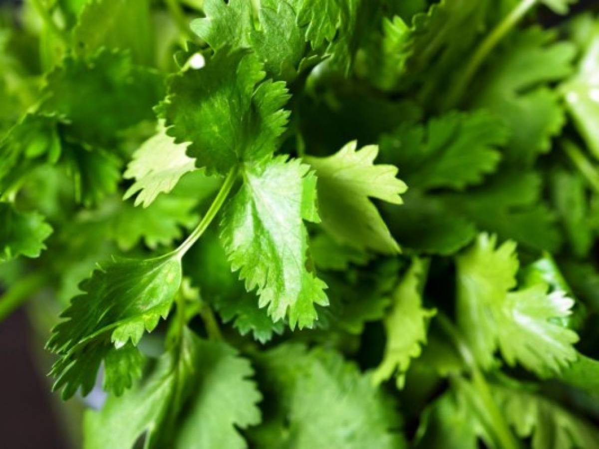 El Salvador: UE realza programas de agricultura orgánica