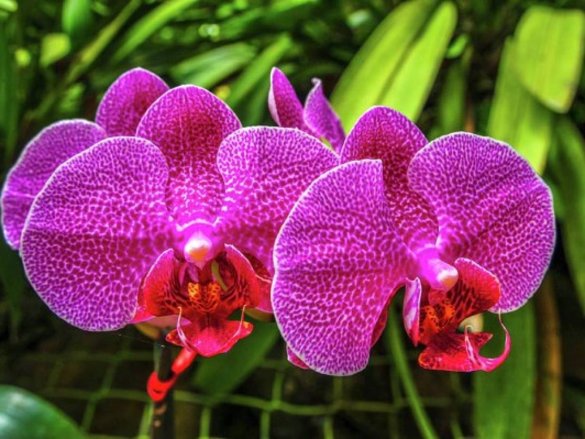 Costa Rica: La biodiversidad homenajeada en festival de orquídeas británico