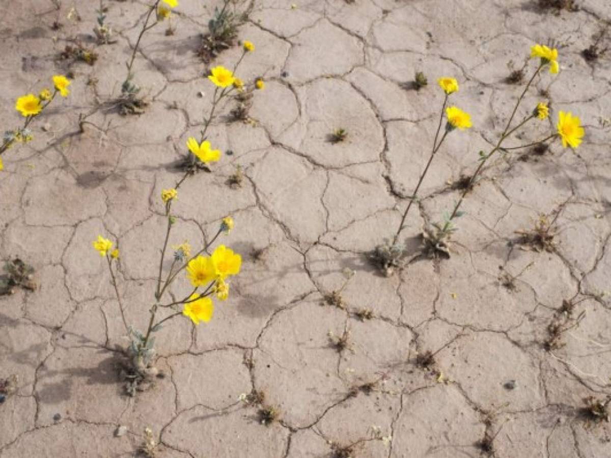 Los termómetros subieron a 54,4°C en el Valle de la Muerte, California