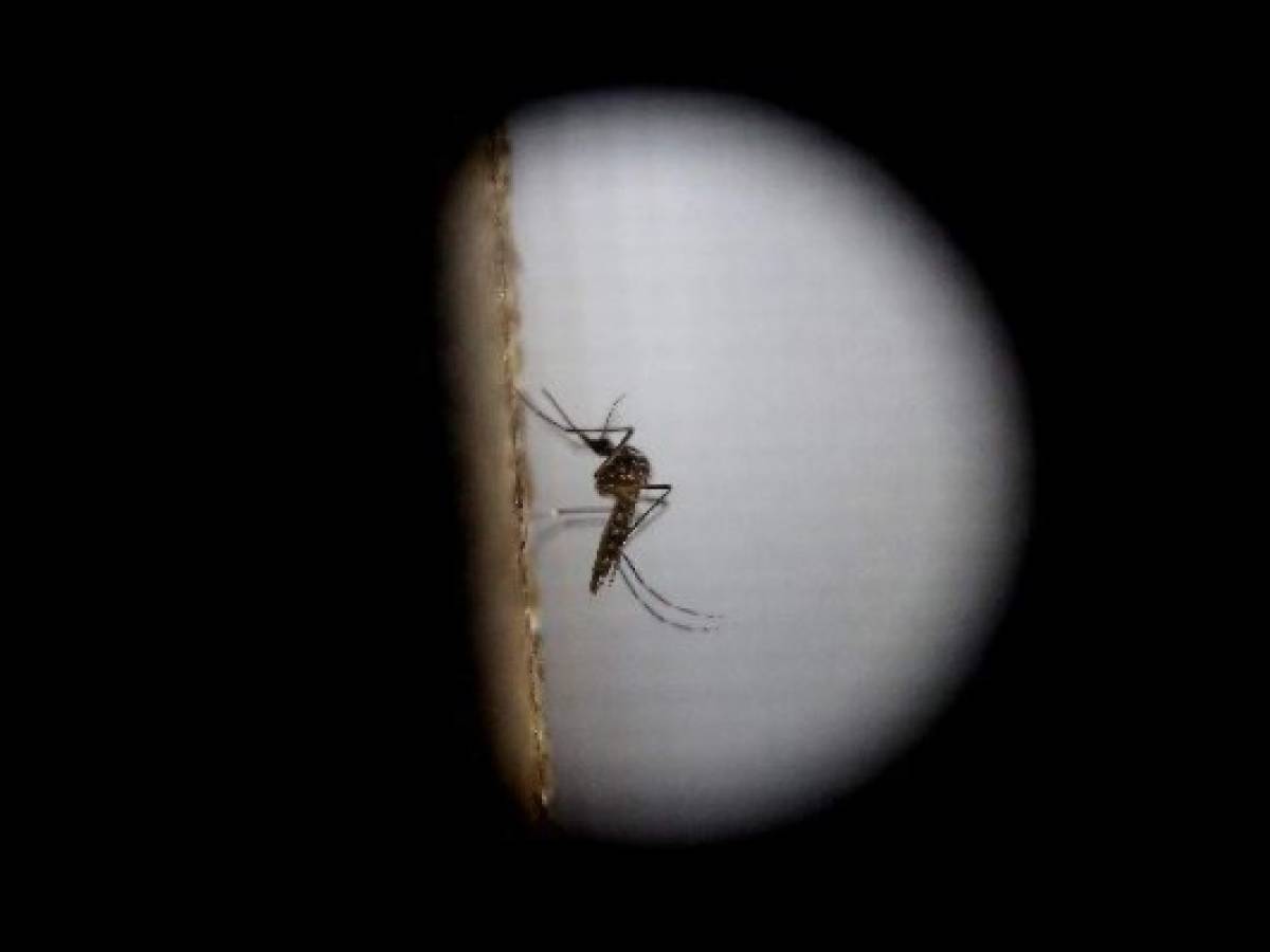 Empresa financiada por Bill Gates combate el 'Aedes aegypti” con modificaciones genéticas