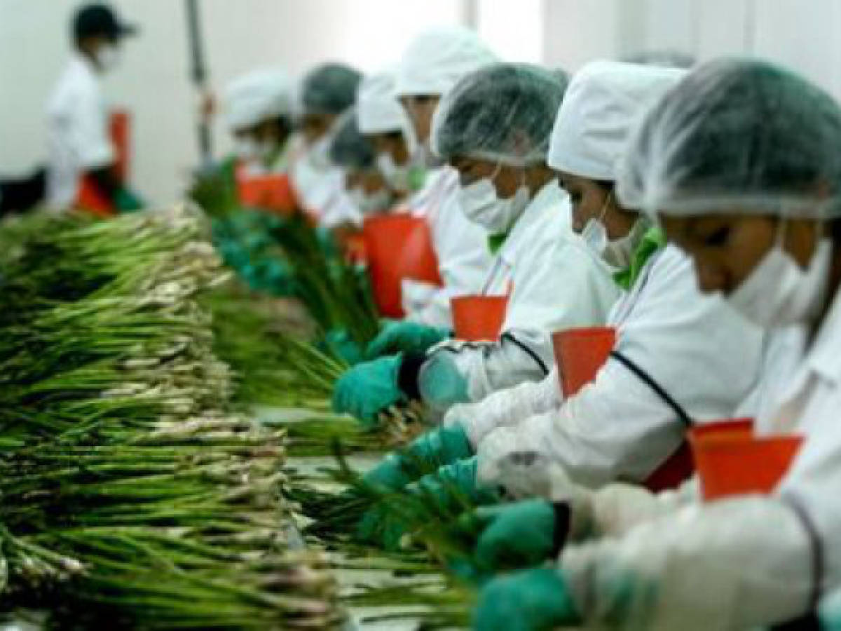 Honduras pretende superar US$800 M en agroexportación