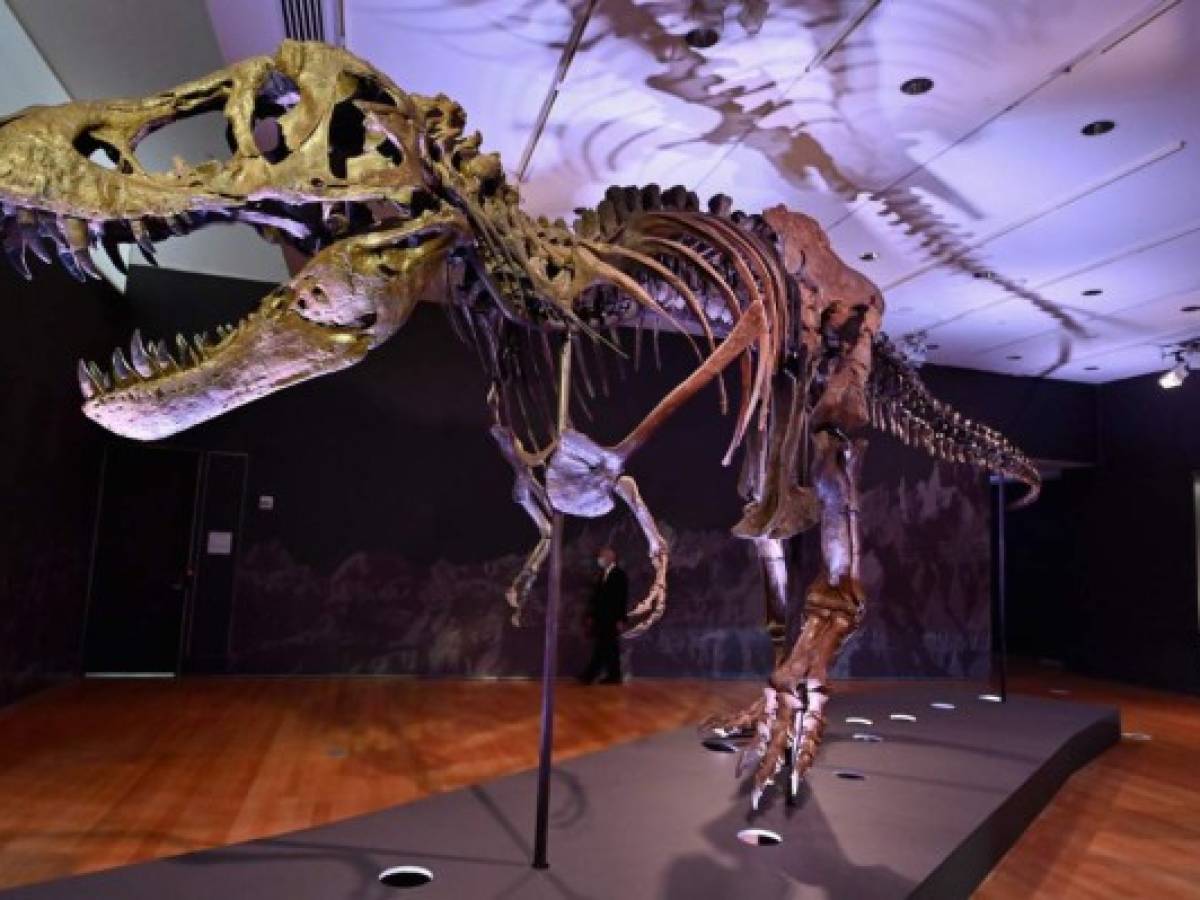 Subasta de dinosaurio T-Rex en Nueva York podría alcanzar US$8 millones