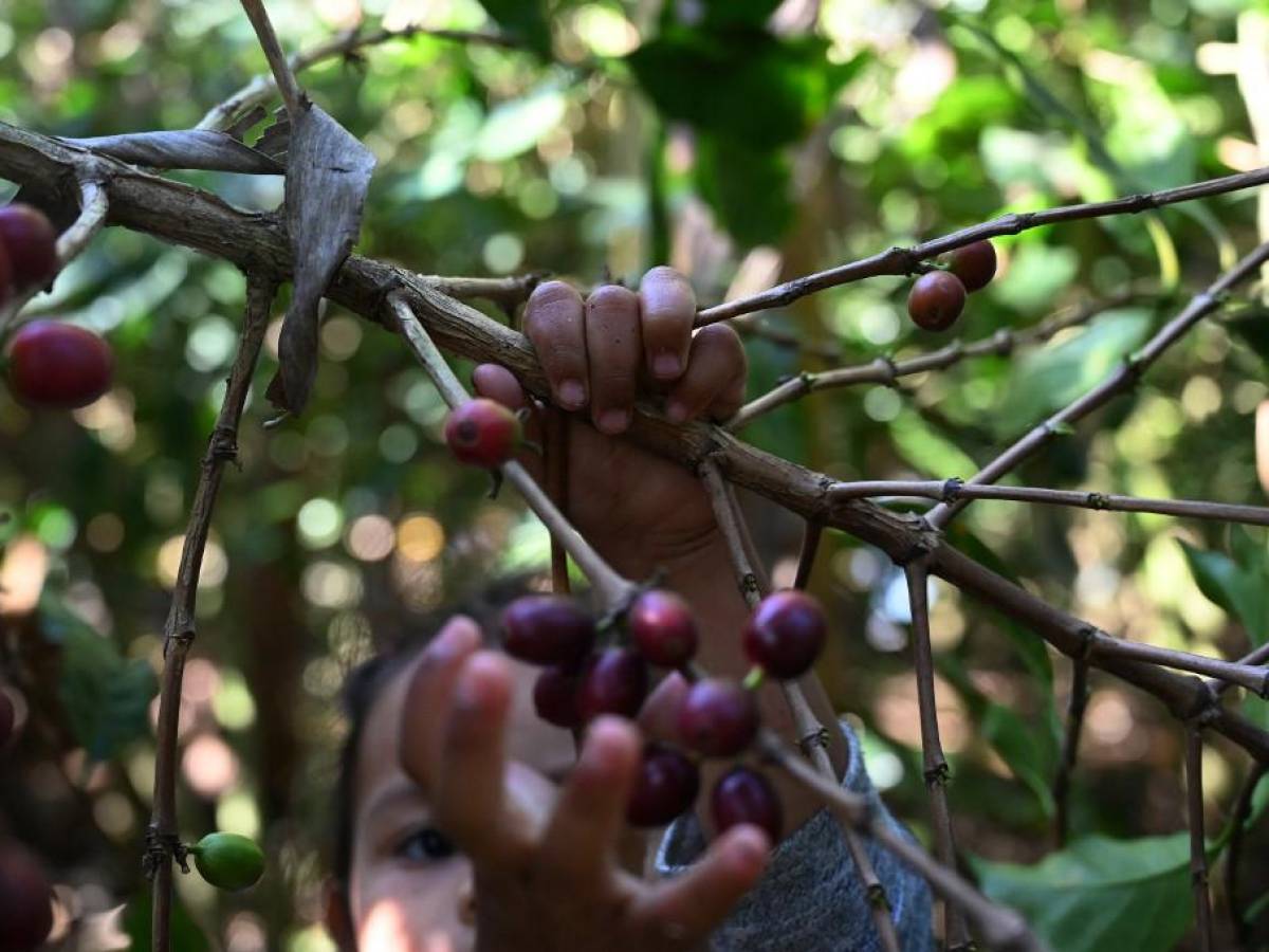 Cosecha de café en Centroamérica, golpeada por la migración hacia EEUU