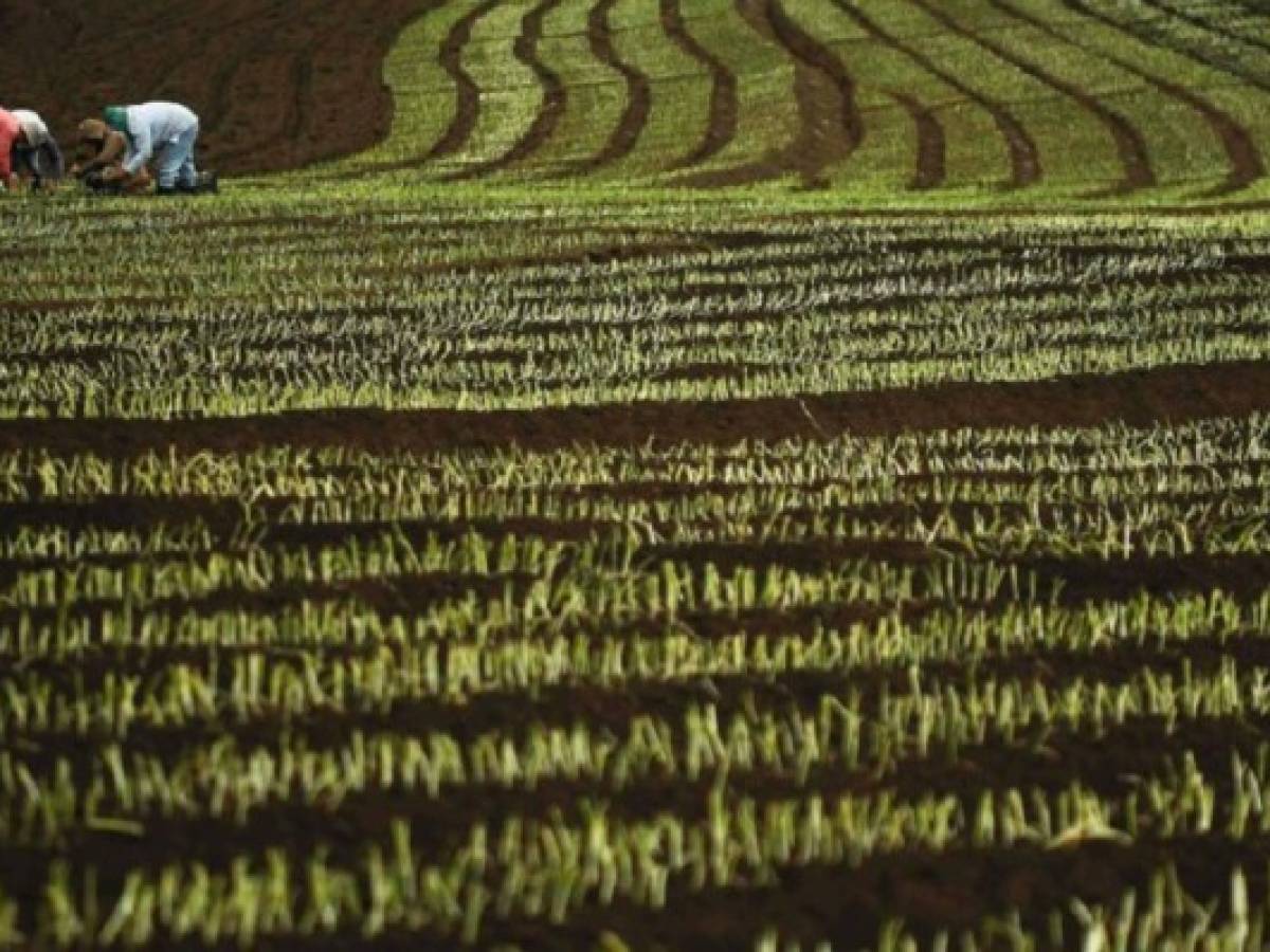 Agricultores ticos contra Alianza del Pacífico