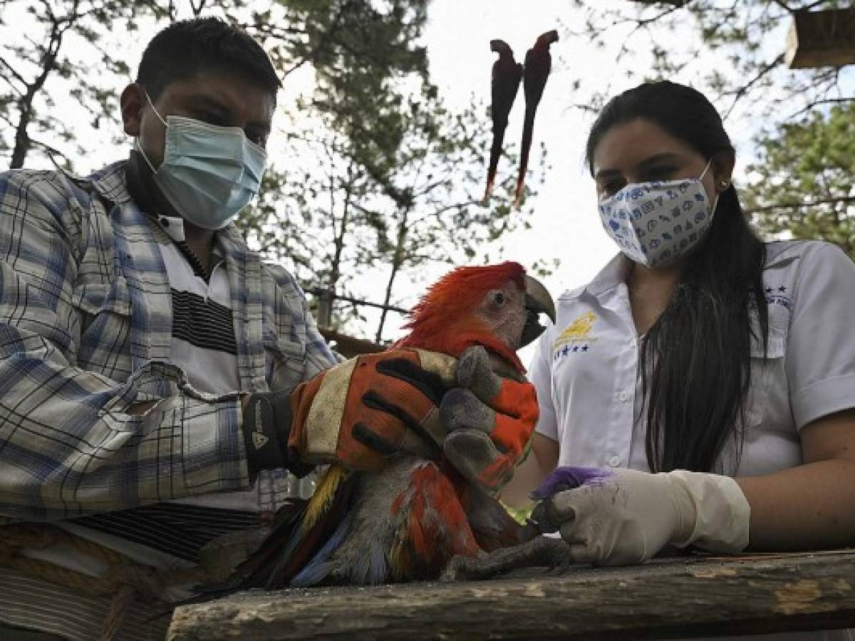 Honduras aspira a repoblar Centroamérica con la guacamaya roja