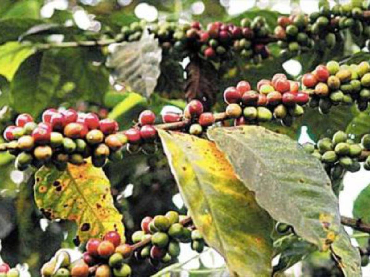 Honduras perderá US$ 600M por plagas y bajos precios del café
