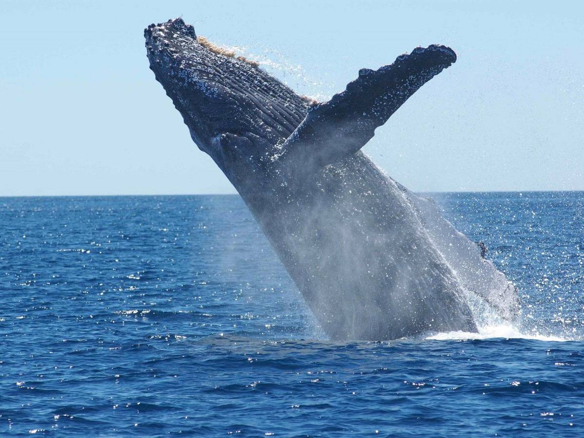 Costa Rica: Quepos está listo para recibir a turistas en la temporada de avistamiento de ballenas
