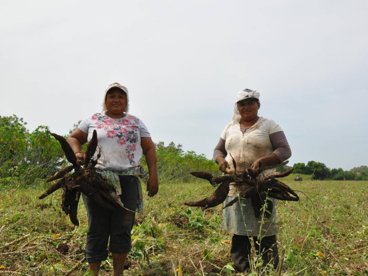 Alcasa, productora y exportadora de almidón de yuca desde Panamá hasta Canadá