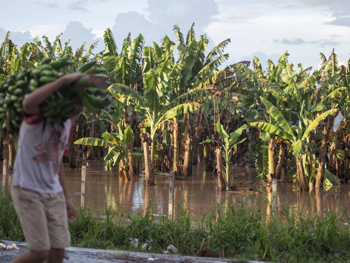 Inundaciones en Honduras provocan pérdida de un millón de cajas de banano