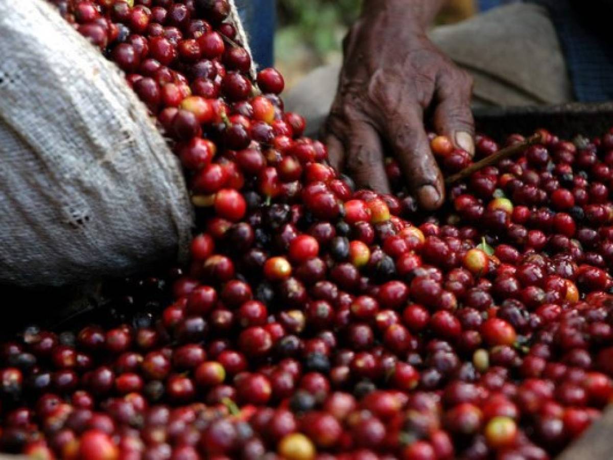 Crisis del café en Guatemala: Productores resienten la baja producción y efectos del clima