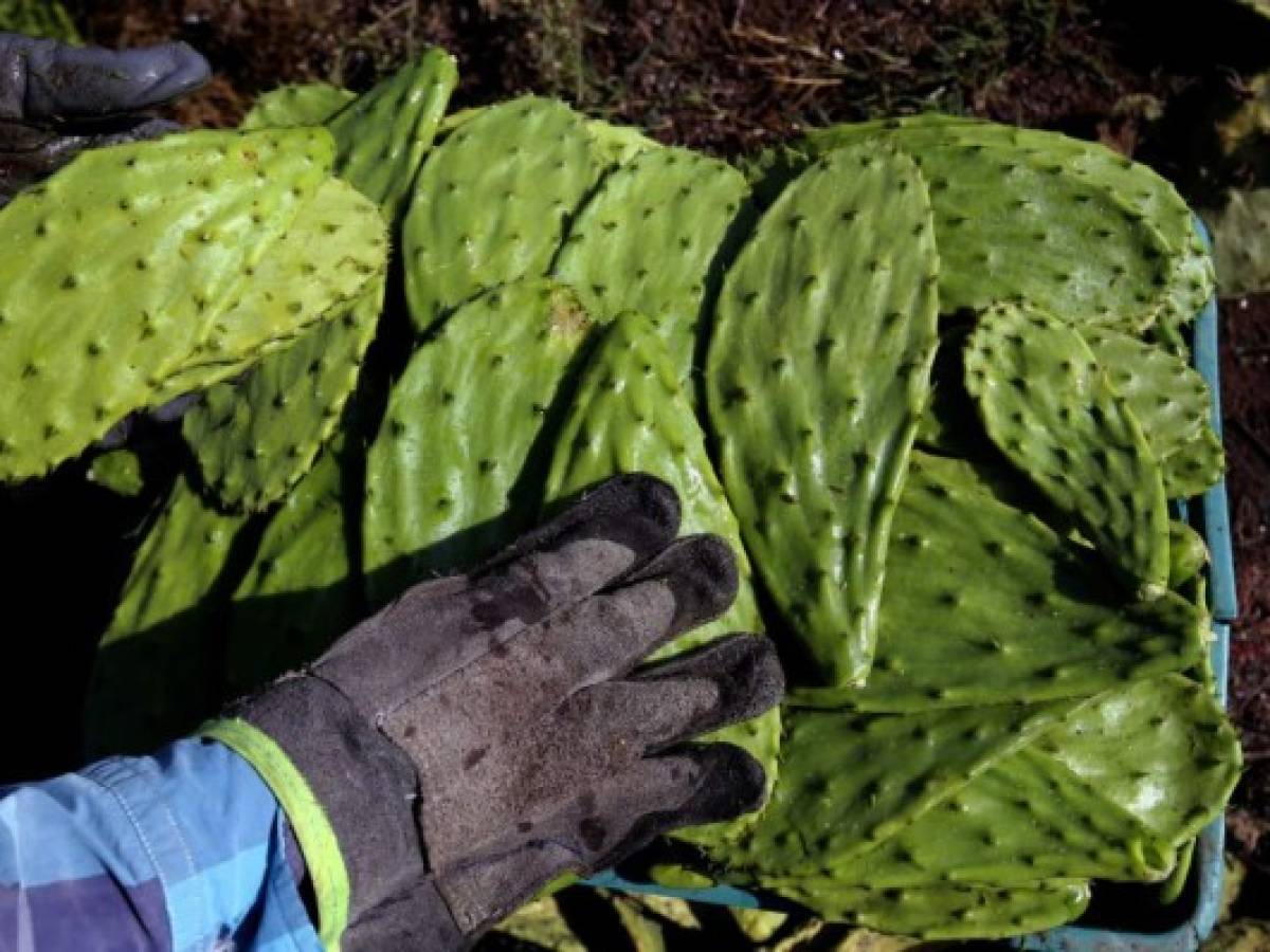 Empaques de cactus: una propuesta de México en favor del medio ambiente