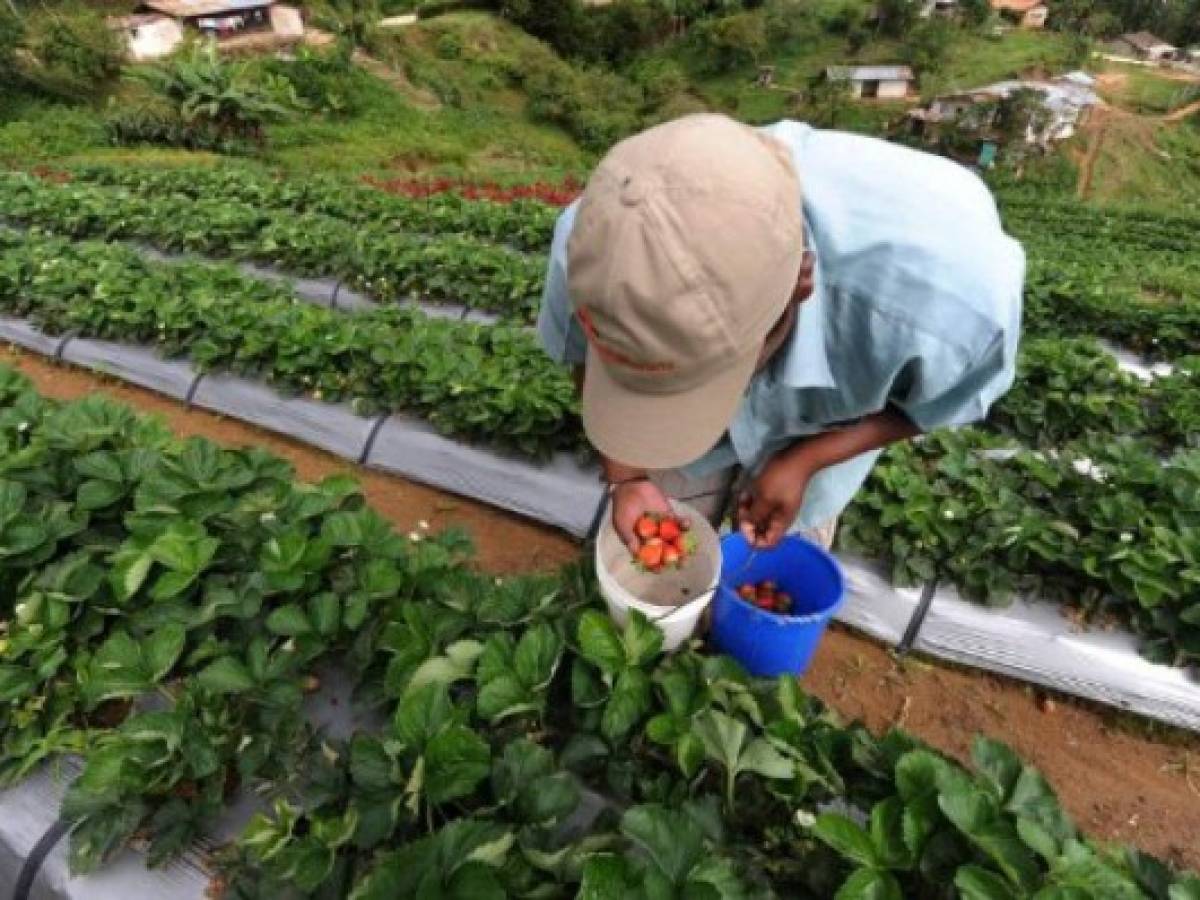 Hongo arrasa con plantaciones de fresa en Honduras