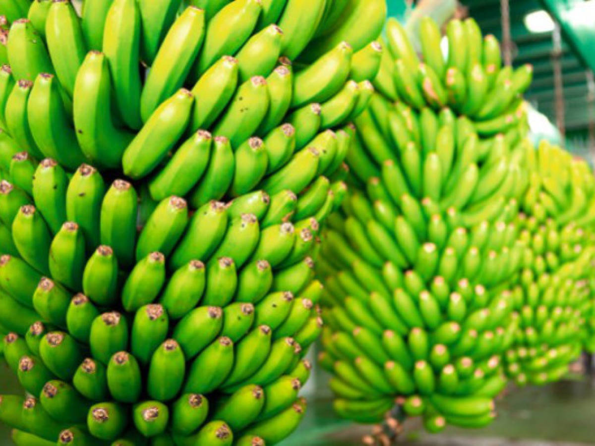 Panamá: Del Monte invertiría US$50 millones para reactivar actividad bananera