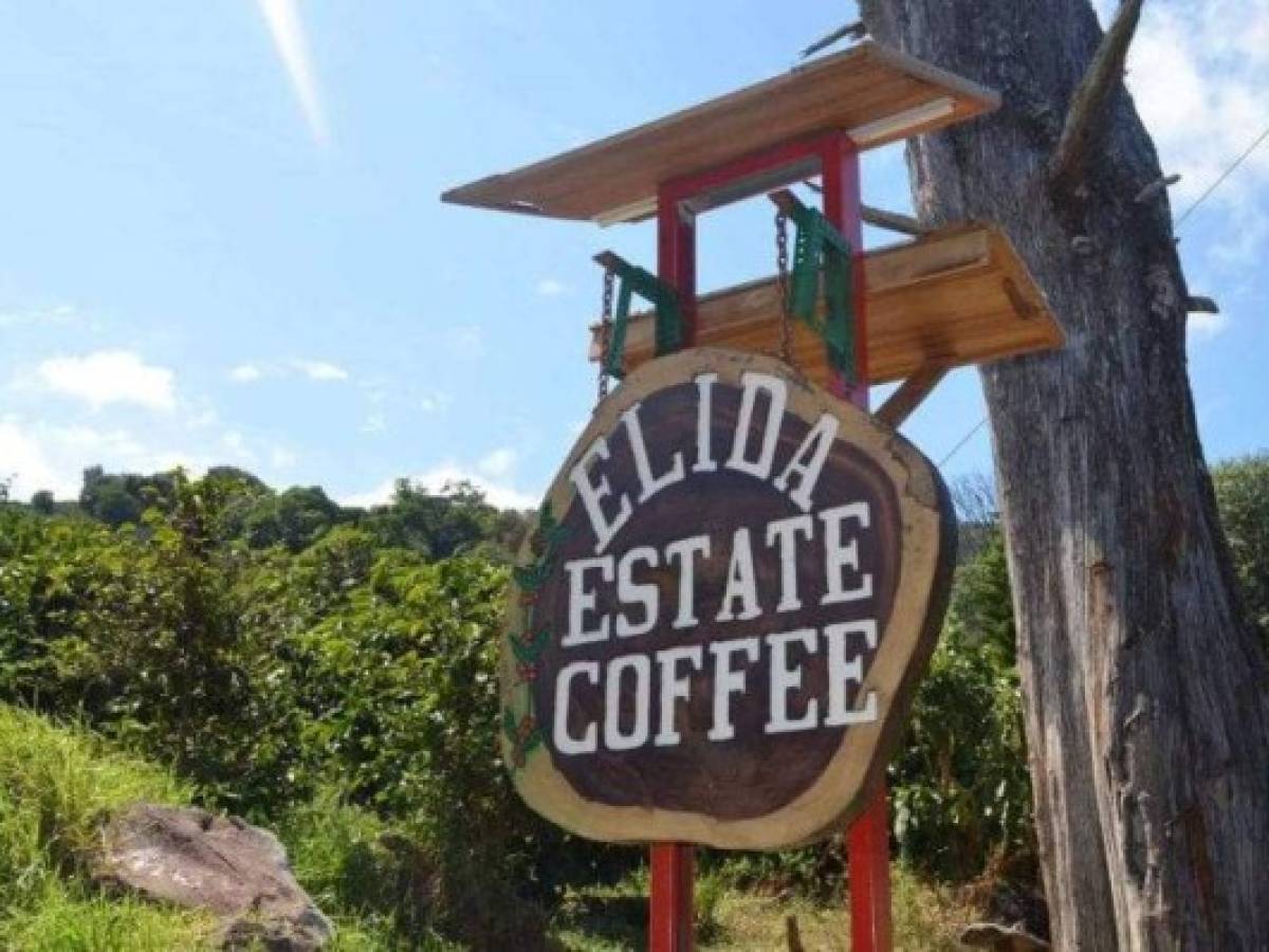 Elida Estate Green Tip Coffee impone récord para liderar el mejor café geisha de Panamá