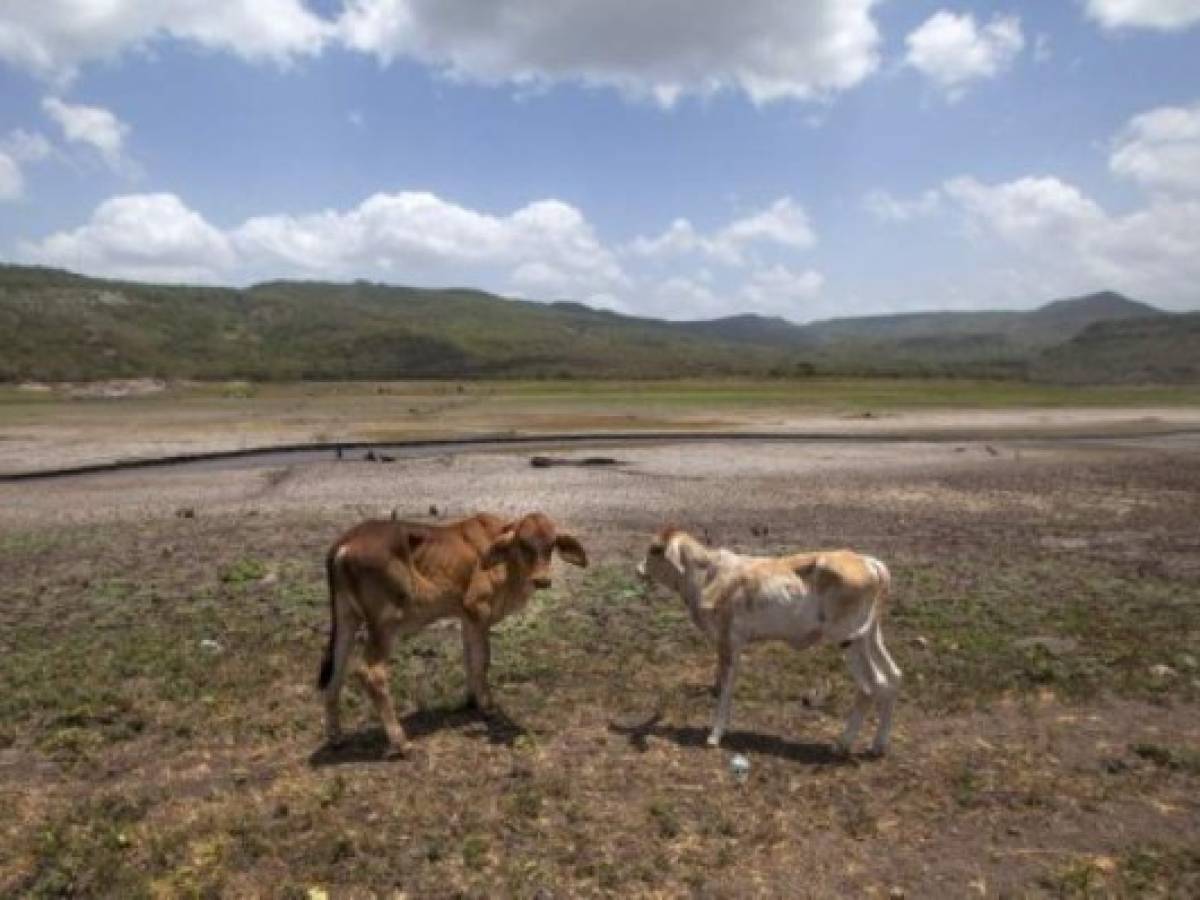 TO GO WITH AFP STORY BY BLANCA MORELCattle graze at the reservoir of Las Canoas, 60 km from Managua, on July 30, 2014. About 2,500 heads of cattle have died so far in Nicaragua due to the drought caused by the El Nino phenomenon, authorities said. AFP PHOTO/DIANA ULLOA. / AFP PHOTO / DIANA ULLOA