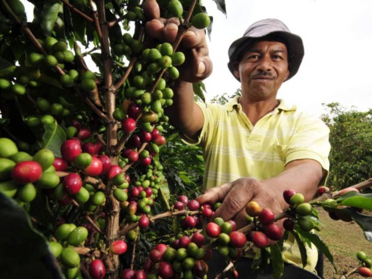 Pequeños productores de café definen estrategias para evitar la ruina