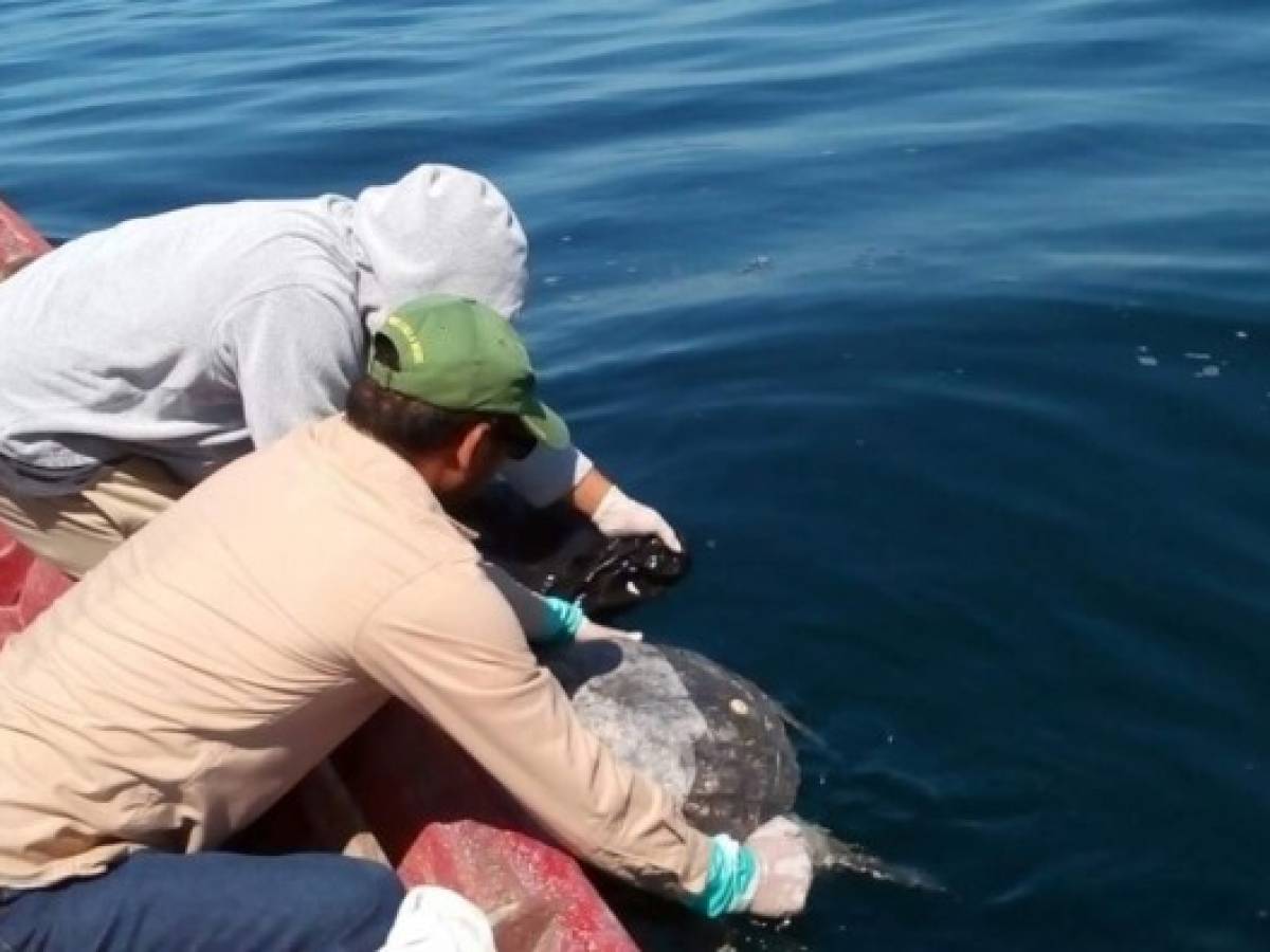El Salvador: Hallan más de 300 tortugas marinas muertas