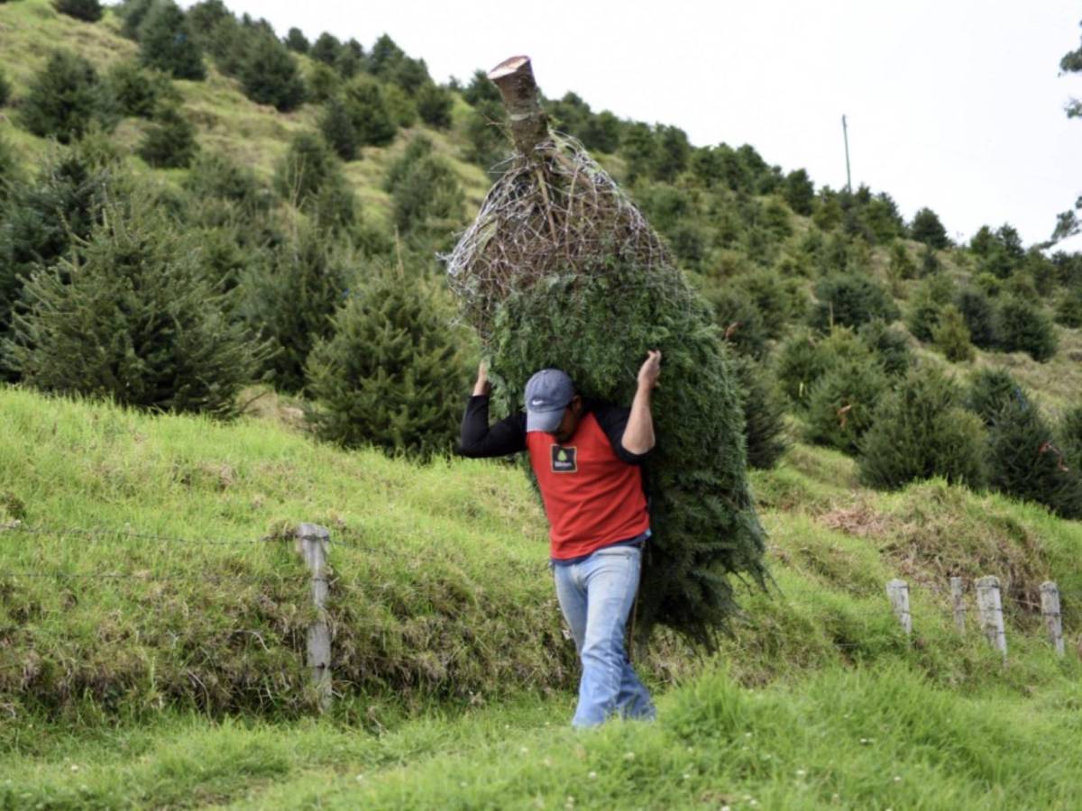 Guatemala protege su pinabete, árbol nativo amenazado por la Navidad