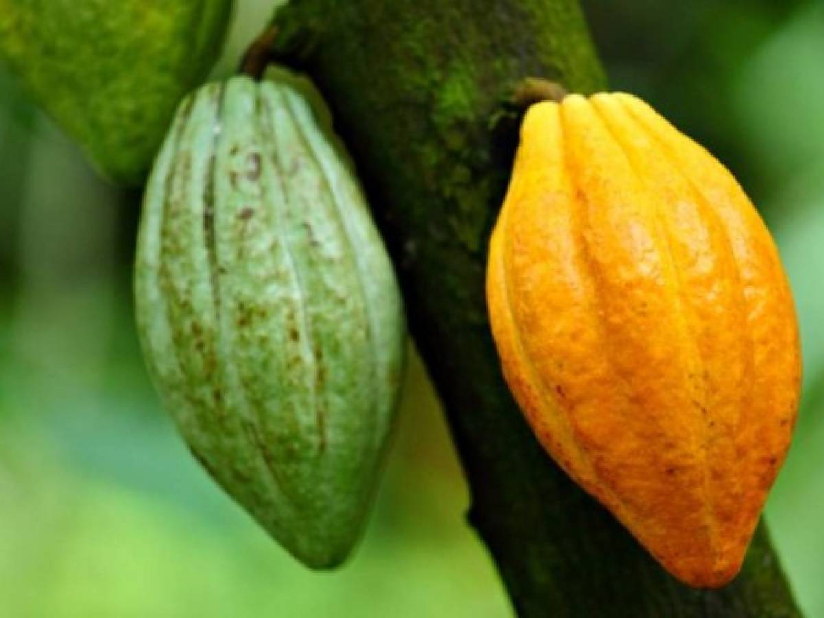 Panamá: Cacao se medirá en la recta final del Cocoa of Excellence 2021