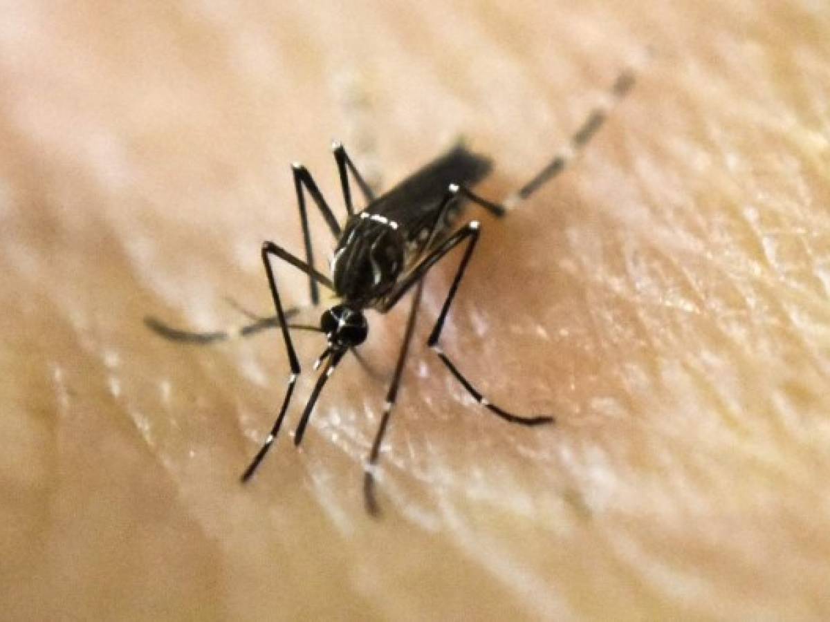 ONU: Brote de dengue en Centroamérica es peor de lo normal