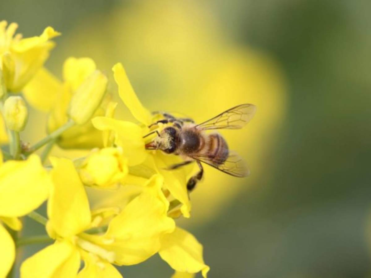 ¿Como la tecnología puede ayudar a la conservación de las abejas?