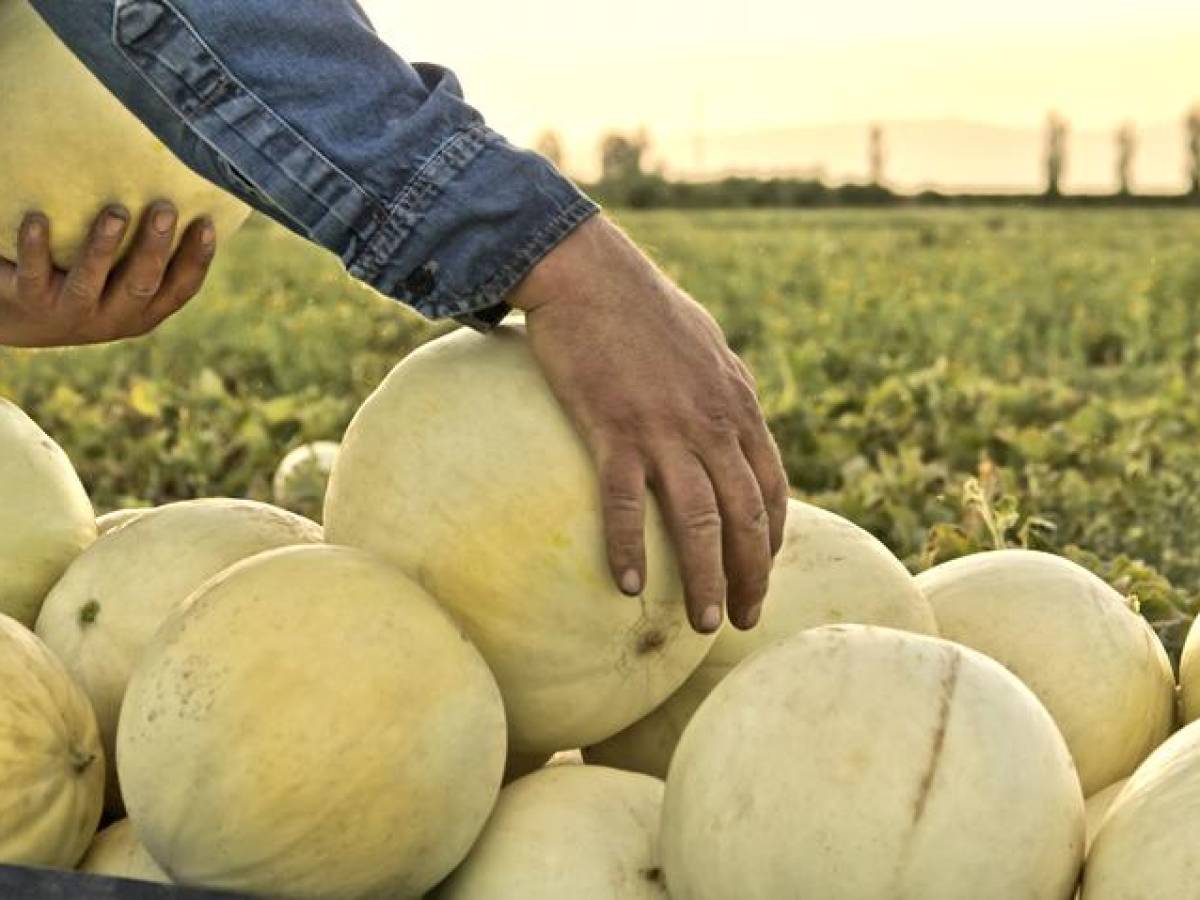 Unión Europea emite alerta fitosanitaria en melones costarricences