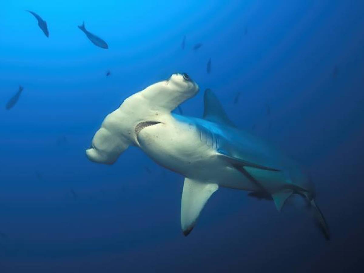 Costa Rica declara en peligro de extinción tres especies de tiburón martillo