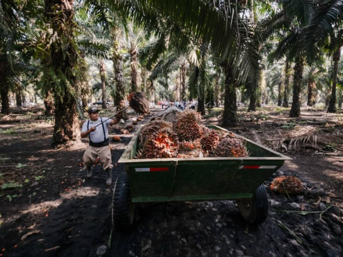 Aumentan 106 % las exportaciones de aceite de palma en Centroamérica