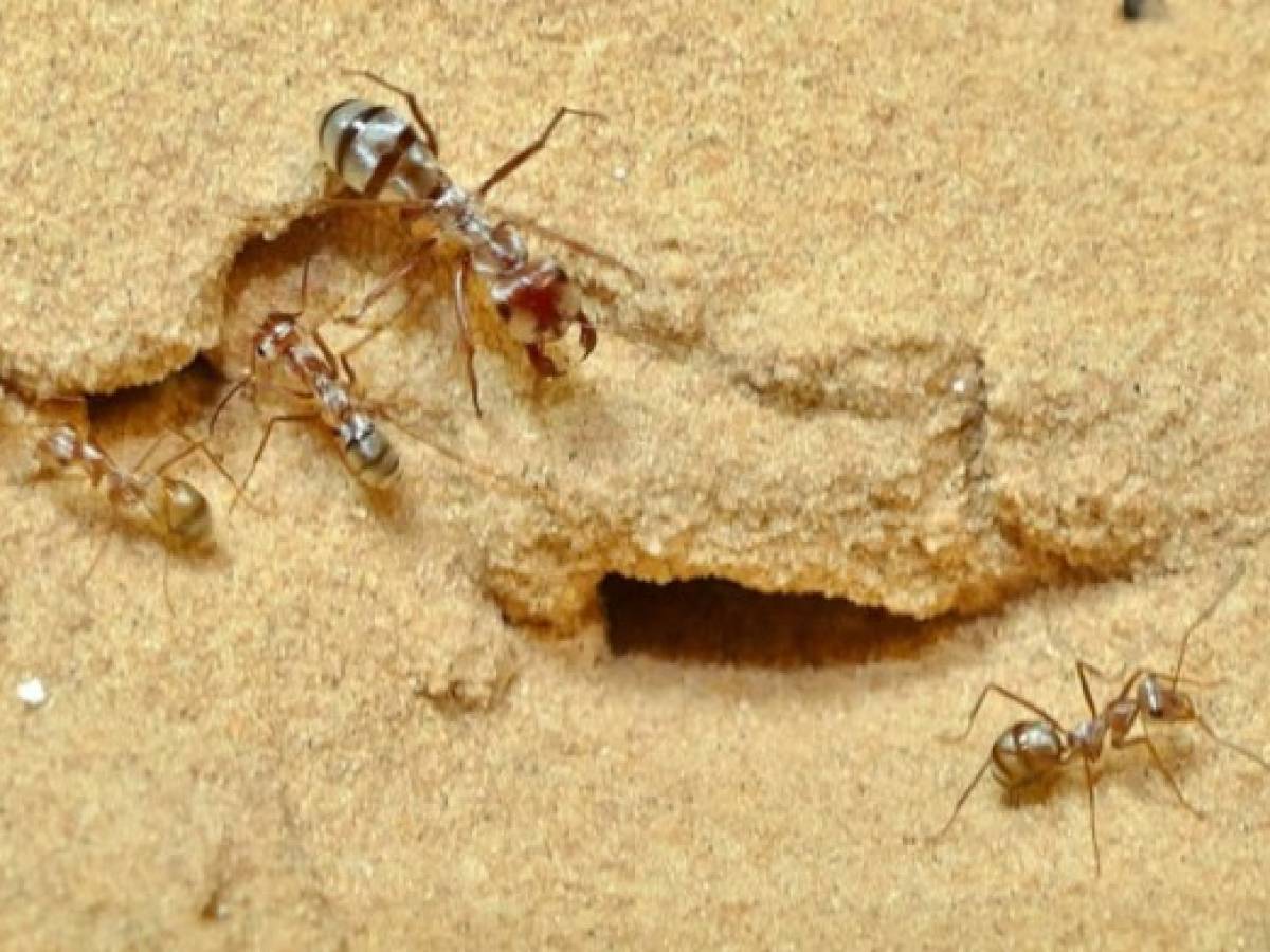 La hormiga más veloz del mundo se acerca al metro por segundo
