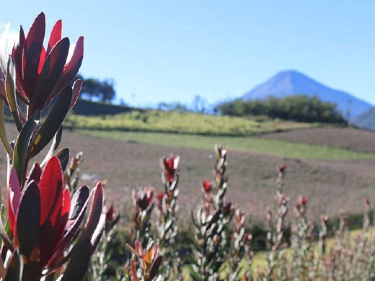 Guatemala exportó 1.9 millones de kilos de flores por San Valentín