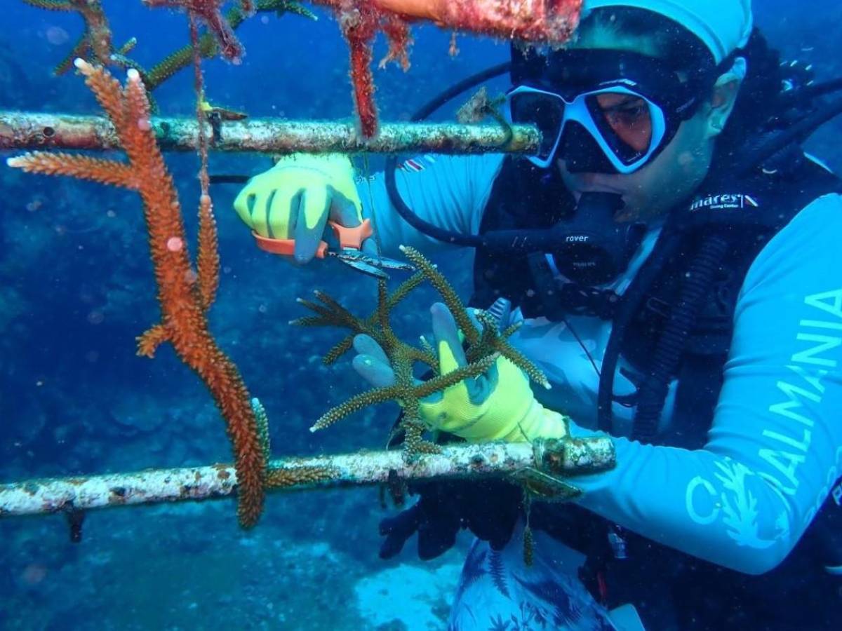 Coralmania: Más de 6.200 m2 de coral serán restaurados en el trasplante masivo