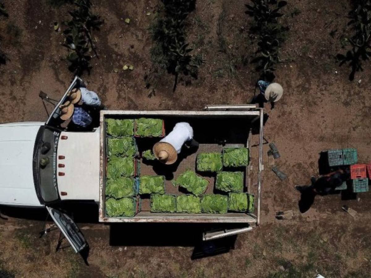 Empaques de cactus: una propuesta de México en favor del medio ambiente