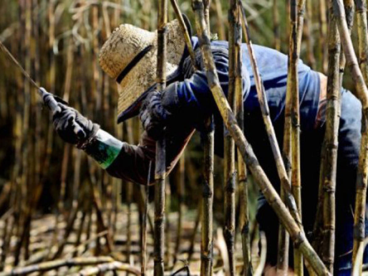 Grupo Bunge invertirá en Brasil US$2.500 millones