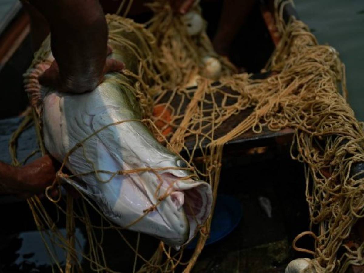Pirarucú, el pez gigante de la Amazonía que seduce a chefs