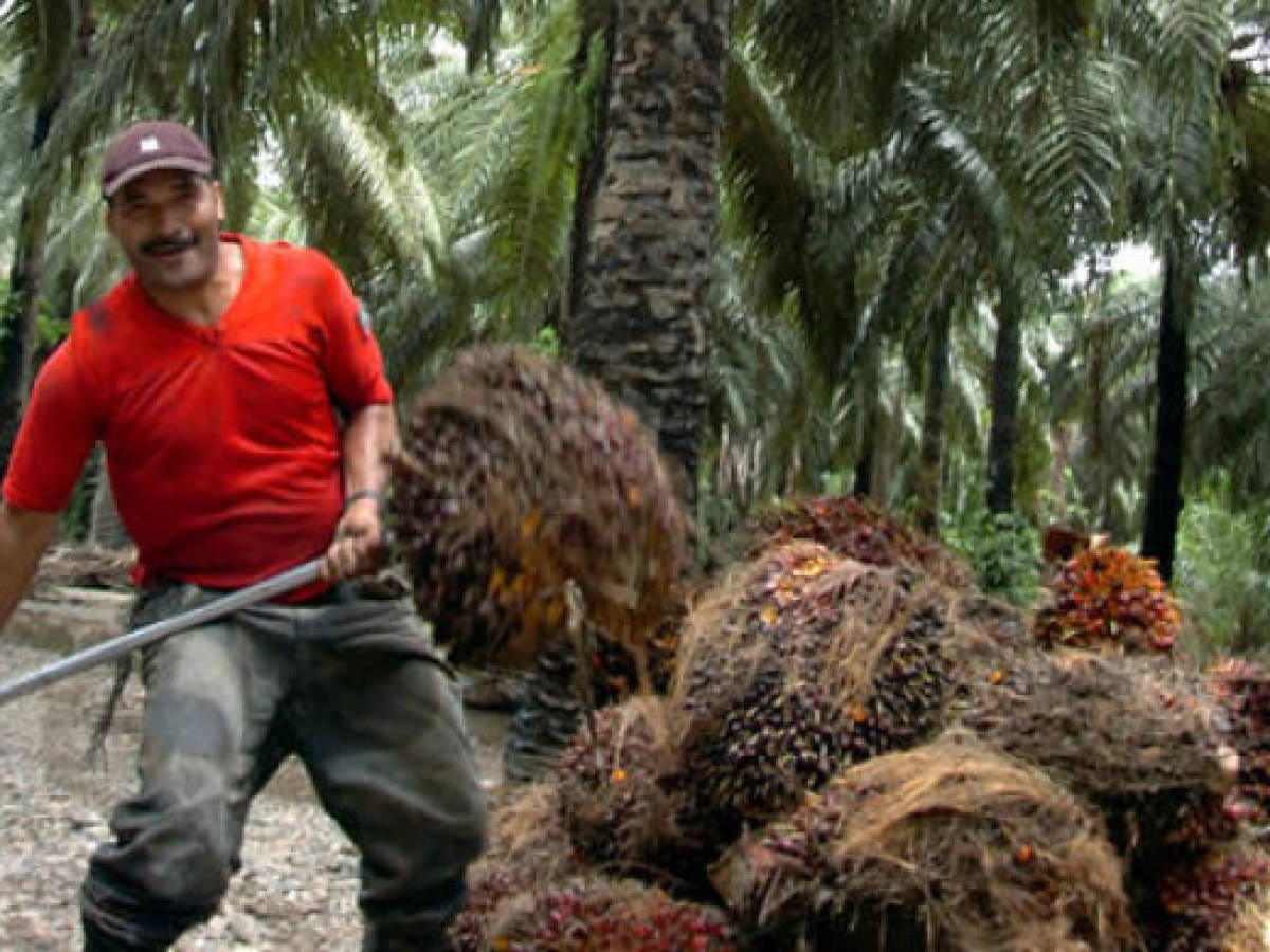 Honduras se fortalece en la exportación de aceite de palma