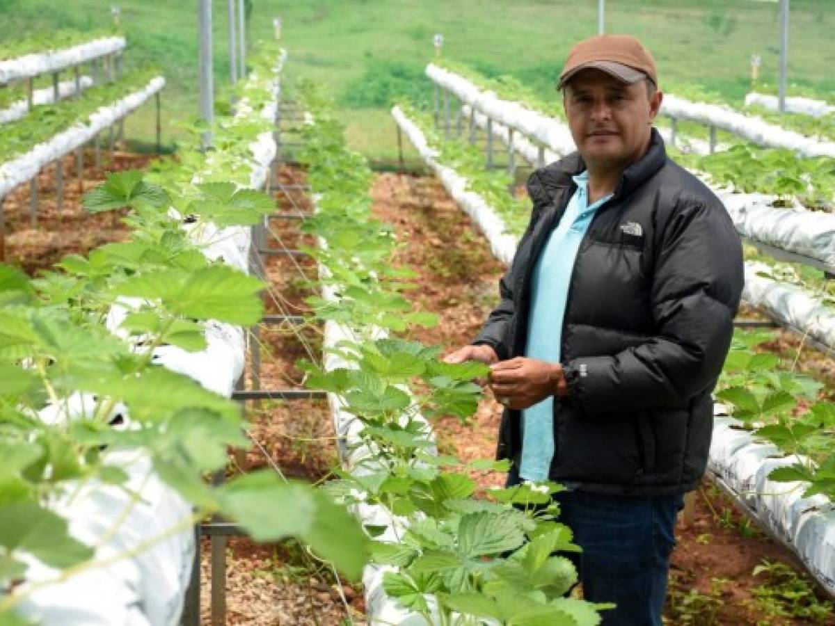 Óscar Chávez, agricultor hondureño que apuesta por otros cultivos en Intibucá, una zona donde reina la papa