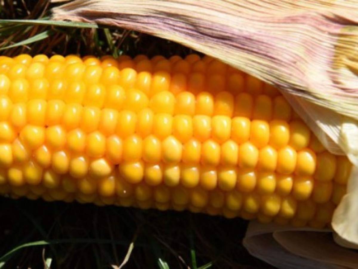 Las claves del controversial negocio de Monsanto