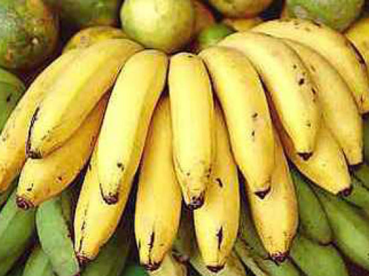 Guatemala: crecen ingresos por exportaciones de banano