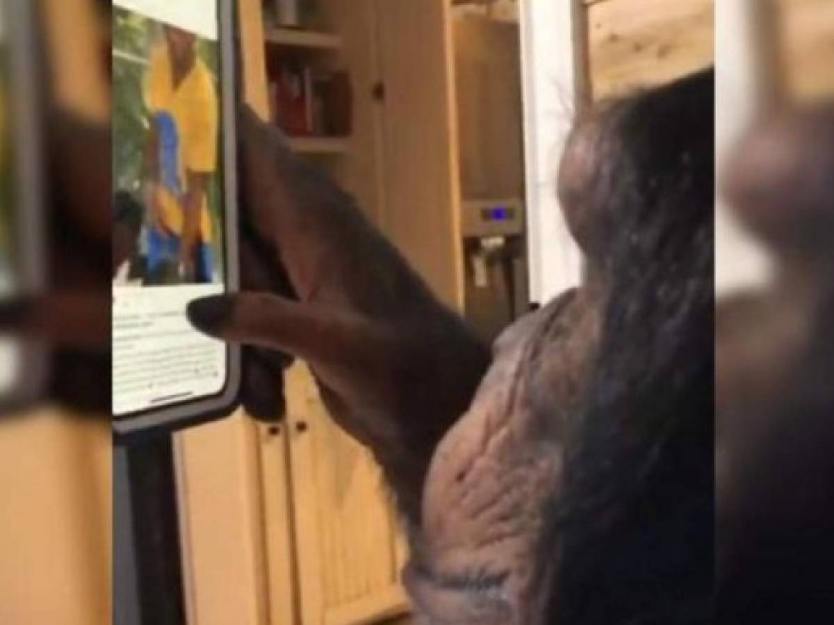 ¿Puede un chimpancé navegar en Instagram?