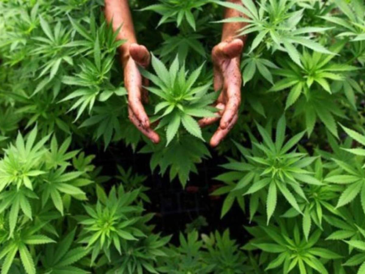 CEPAL: A Latinoamérica le conviene plantear seriamente legalización de las drogas